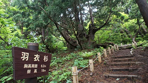 大佐渡石名天然杉